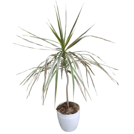 Planta marginata m14 